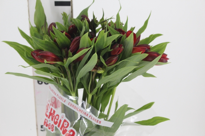 <h4>ALSTROEMERIA HOT PEPPER 080 CM</h4>
