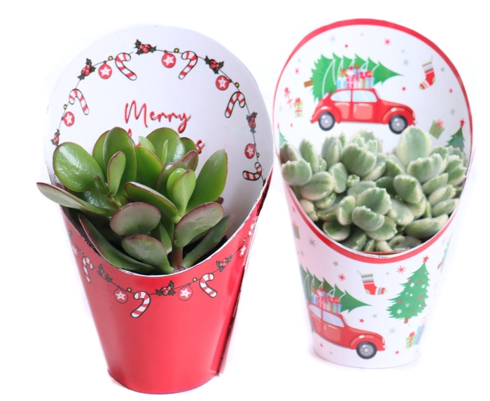 <h4>Succulenten mix 8,5 cm in kerst potcovers</h4>