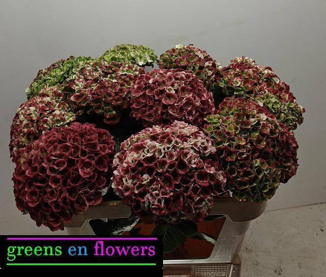 <h4>HYDR M MAG REV CL</h4>