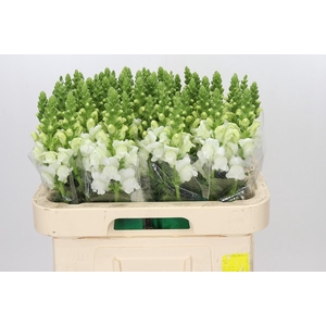 Antirrhinum Avignon White