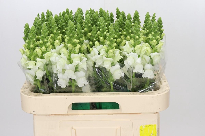 Antirrhinum Avignon White