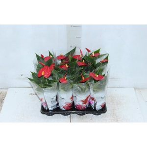 ANTHURIUM P06 VERMELHO