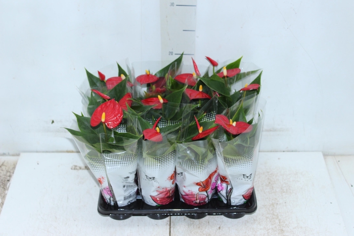 <h4>ANTHURIUM P06 VERMELHO</h4>