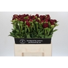Paeonia Old Faithful