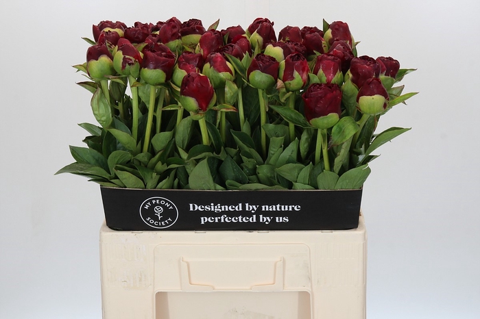 Paeonia Old Faithful