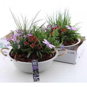 ARR TUINPLANTEN