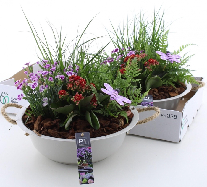 <h4>ARR TUINPLANTEN</h4>
