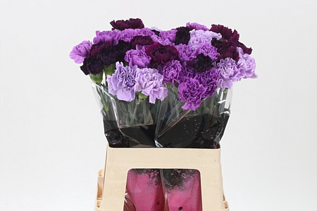<h4>Di St Mix Florigene</h4>
