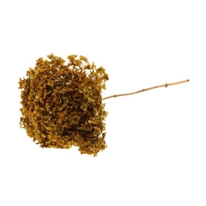 Branch Hydrangea L70D23