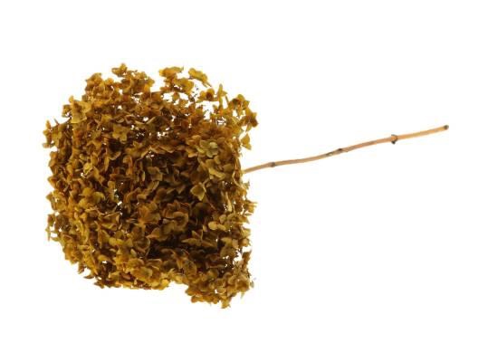 Branch Hydrangea L70D23