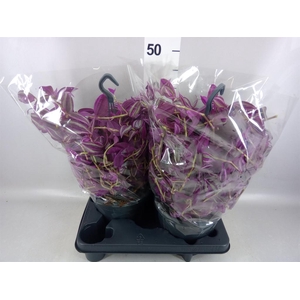 Tradescantia zebr. 'Pink Paradise'