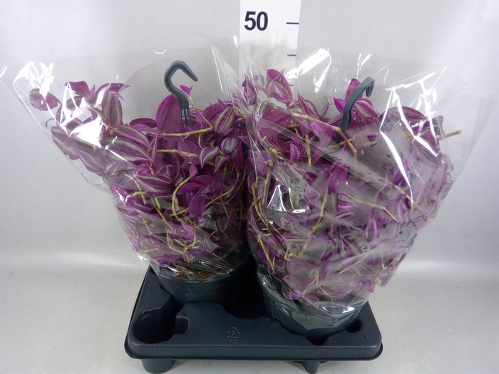 <h4>Tradescantia zebr. 'Pink Paradise'</h4>