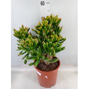 Crassula ovata 'Horn Tree'