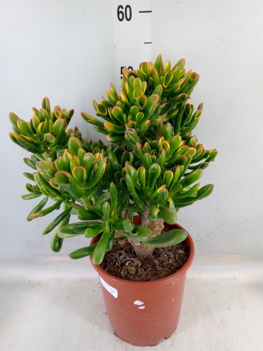 <h4>Crassula ovata 'Horn Tree'</h4>