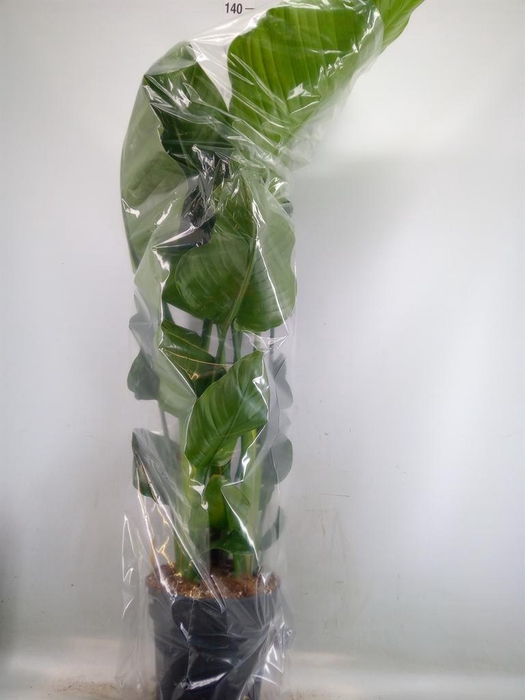 <h4>Strelitzia nicolai</h4>