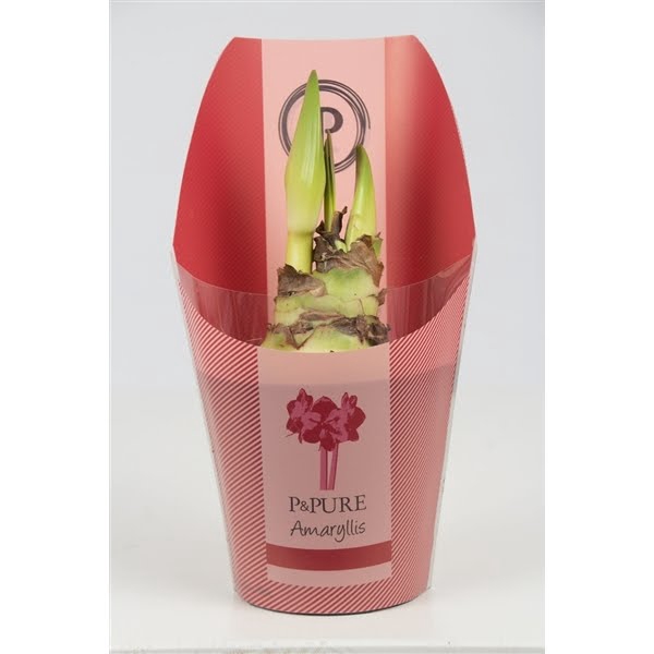 <h4>Hippeastrum red in P&PURE Collection sleeve</h4>