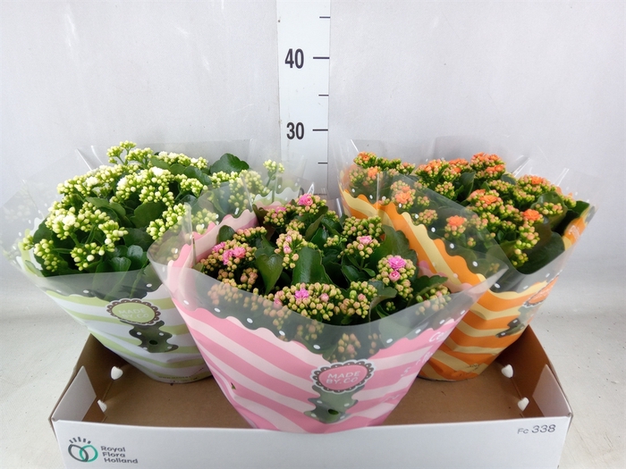 <h4>Kalanchoe blos.   ..rosebud mix  5</h4>