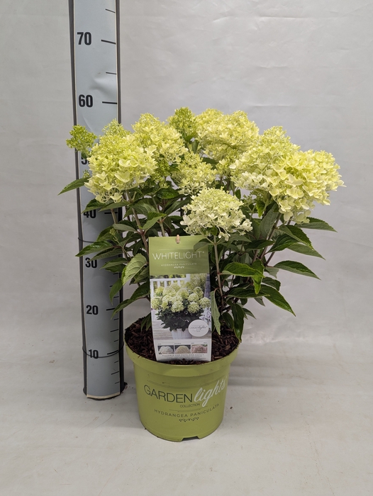 <h4>HYDR PANICULATA</h4>