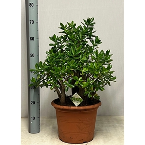 CRASS OVATA