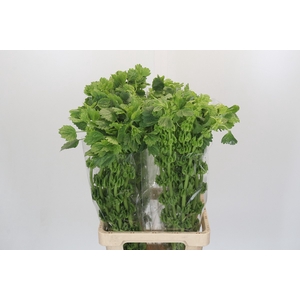 Moluccella Laevis