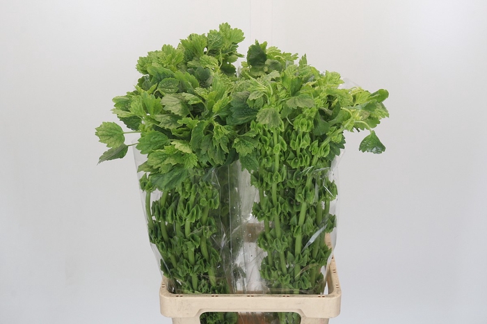 Moluccella Laevis