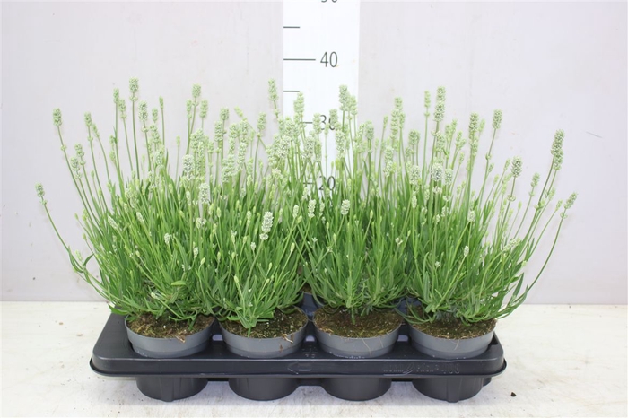 <h4>Lavandula An Aroma White</h4>