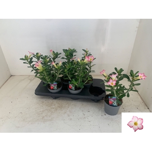 ADEN PINKSTAR