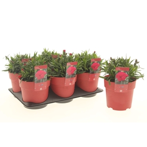 Dianthus Oscar Cherry