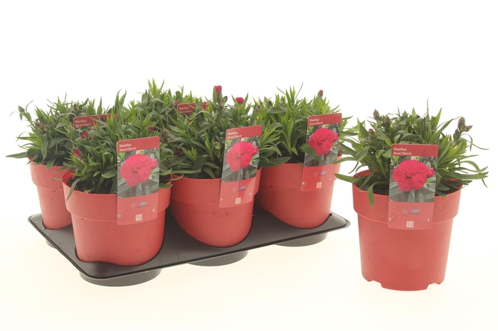 Dianthus Oscar Cherry