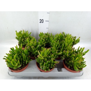 Crassula ovata 'Gollum'