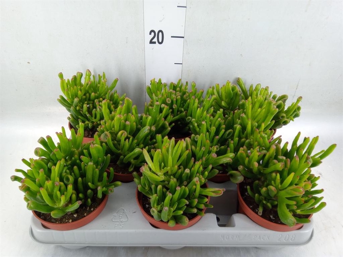 <h4>Crassula ovata 'Gollum'</h4>