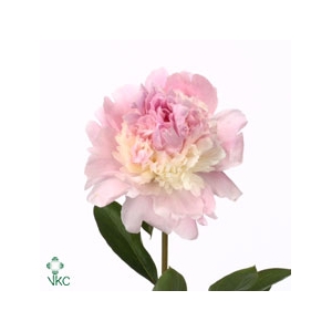 Paeonia Angel Cheeks