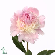 Paeonia angel cheeks