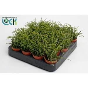 Rhipsalis Baccifera Oasis