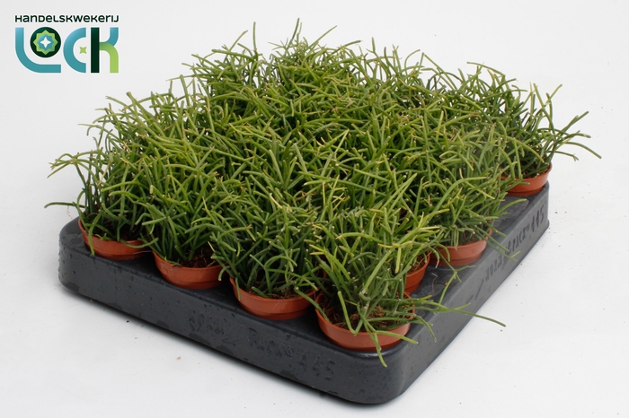 <h4>Rhipsalis Baccifera Oasis</h4>