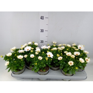 Osteospermum  'Margarita Cream'