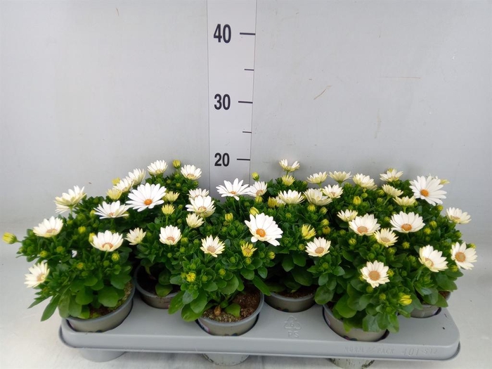 <h4>Osteospermum  'Margarita Cream'</h4>