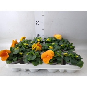 Viola wr. 'Alpha Orange'