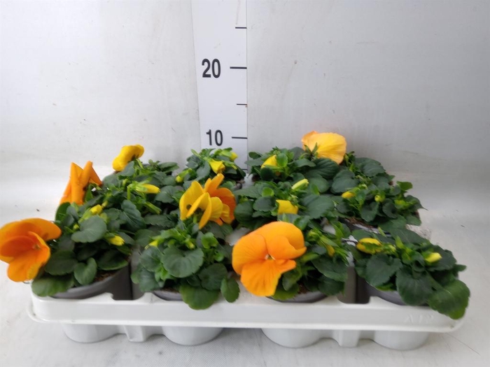 <h4>Viola wr. 'Alpha Orange'</h4>