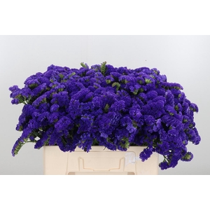 Lim S Marina Violet