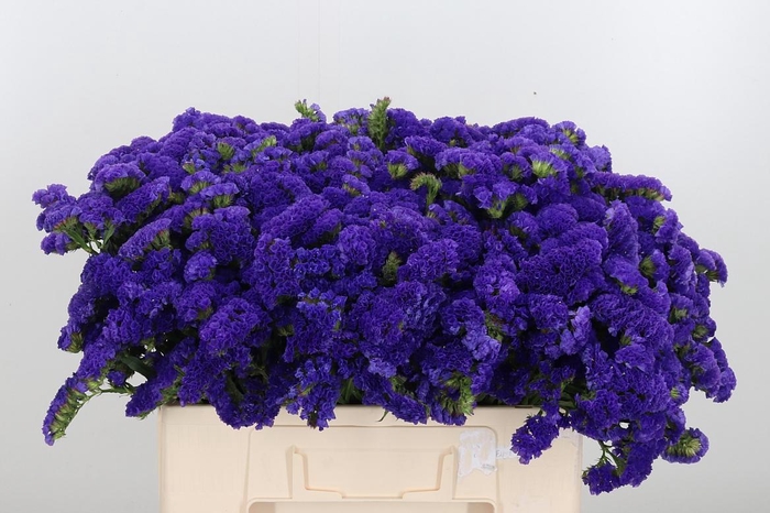 <h4>Lim S Marina Violet</h4>