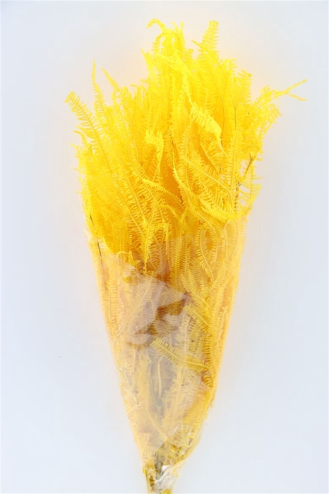 <h4>Pres Helecho Lvs Yellow Bunch</h4>