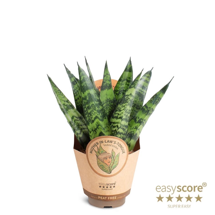 <h4>SANSEVIERIA TRIFASCIATA</h4>