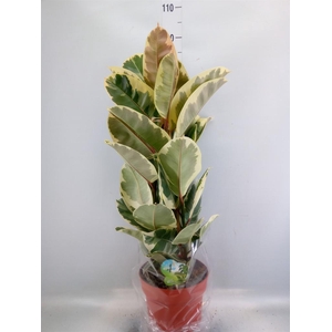 Ficus elastica 'Tineke'