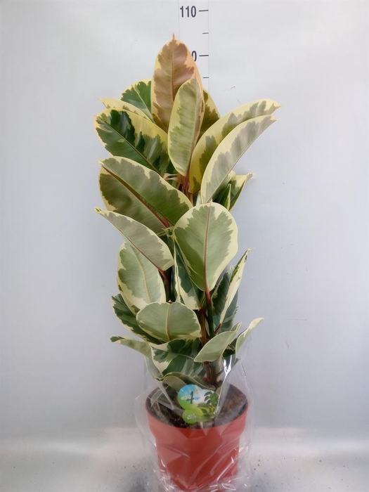 <h4>Ficus elastica 'Tineke'</h4>