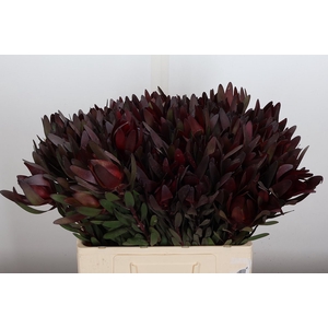 Leucadendron Saf Sunset Dark R.