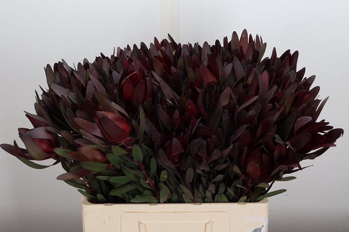 <h4>Leucadendron Saf Sunset Dark R.</h4>