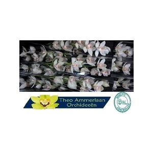 White Crystal 60 x10