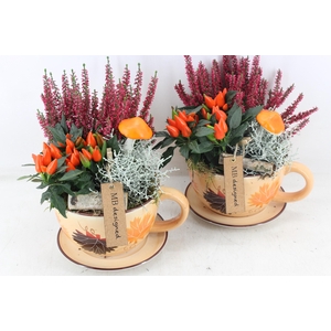 arr4 Outdoor MB - Kop en schotel autumn