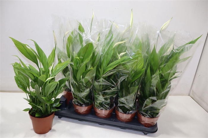 <h4>arr8 Spath Alana</h4>